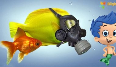 Lepistes Balıkları Hakkında Bilgi; Özellikleri, Bakımı ve Üremesi