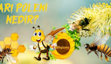 Arı Poleni Nedir? Özellikleri, Faydaları ve Yan Etkileri
