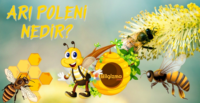 Arı Poleni Nedir? Özellikleri, Faydaları ve Yan Etkileri