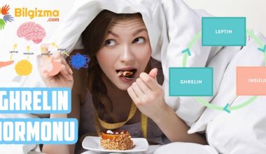 Ghrelin Hormonu (Açlık Hormonu) Nedir? Özellikleri, Etkisi ve Arttırma Yolları
