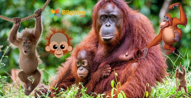 Orangutan Hakkında Bilgi; Nedir? Nerede Yaşar? Ne Yer?