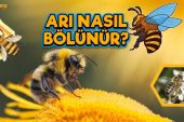 Arı Nasıl Bölünür?