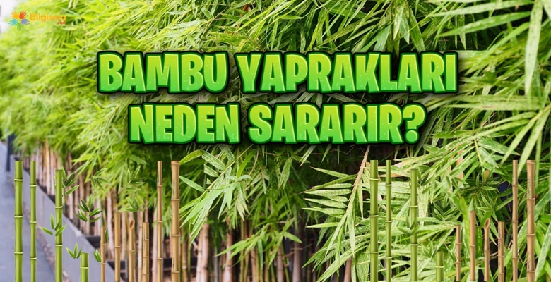 Bambu Yaprakları Neden Sararır?